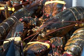 buy live lobster online