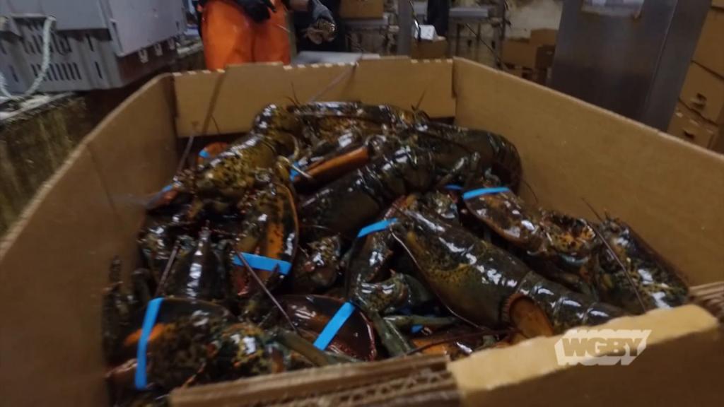 live lobster shipped