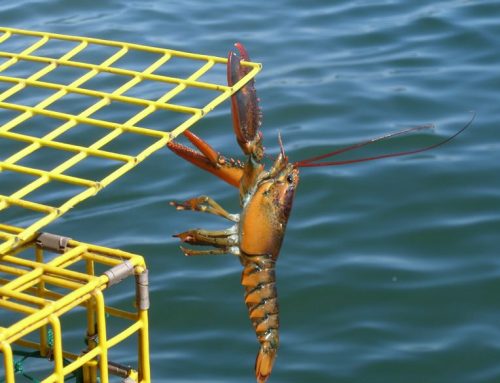 It’s Easier to Buy Live Lobster Online
