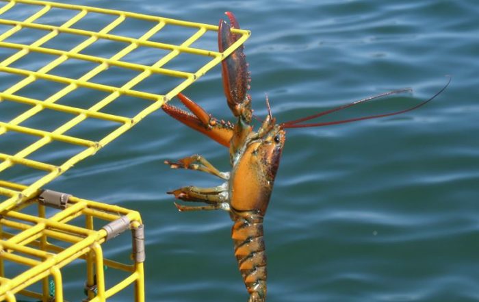 live lobster price