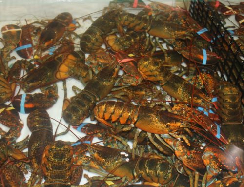 Where and How to Find the Best Lobster Delivery