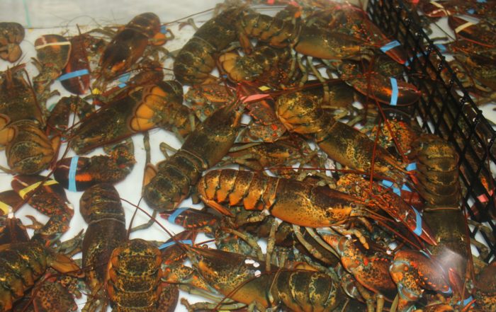live lobster online