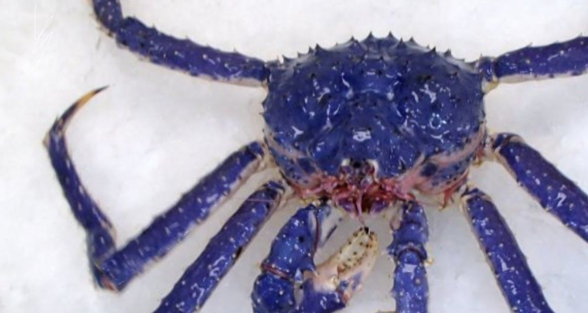 blue alaskan king crab