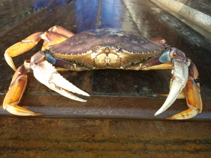 dungeness crab legs