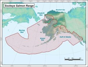 wild sockeye salmon range