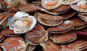 sustainable scallop farming